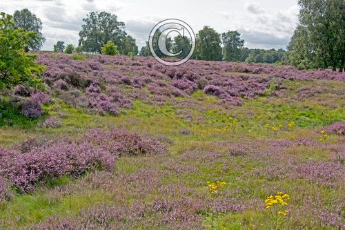 Cavenham Heath Suffolk DM2161